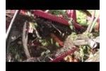 Carrot Crowning System - Video