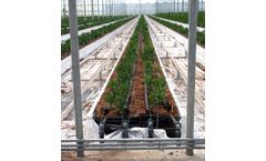JBH - Alstroemeria System