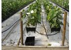 JBH - Anthurium Plants Greenhouse Growing