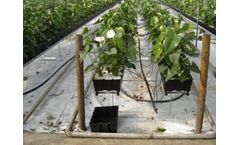 JBH - Anthurium Plants Greenhouse Growing