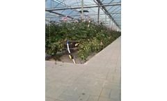 JBH - Hydroponics Gutter System for Roses
