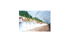 JBH - Strawberries Growth Support