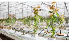 Grodan Plantop Rosa - Propagation Block