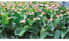 Grodan Grocube - Stonewool Substrate Slab