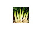 Tozer Seeds - Leek