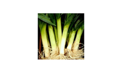 Tozer Seeds - Leek