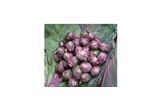 Tozer Seeds - Brussels Sprouts
