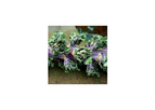 Flower Sprout - Unique Vegetable