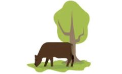 Freely Grazing Cattle