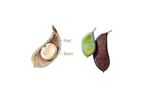 Reforestation Oil & Protein
