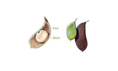 Reforestation Oil & Protein