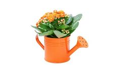Indoor Plants Designed Software