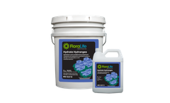 FloraLife - Hydrate Hydrangea