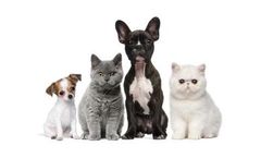ALFA21 VET - Management System for Veterinary Laboratories