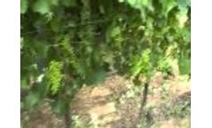 Suckering Famapruning - Video