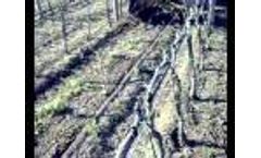 Raduna tralci FAMA Pruning Video