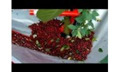 Tree Harvesting Machine CACEK - Video