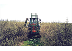 Blackcurrant Trimmer Machines
