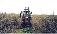 Blackcurrant Trimmer Machines