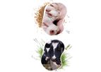 Isagri - Livestock Management Software