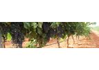 Novedades - Drip Irrigation System
