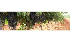 Novedades - Drip Irrigation System