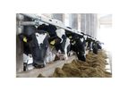 Dairy Management