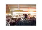 Nedap - Cow Positioning