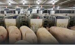 Nedap  Nedap - Automatic Sow Separation System