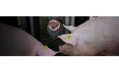 Nedap ProSense - Automated Sow Heat Detection System