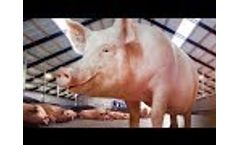 Nedap SowSense: Electronic Sow Feeding Video
