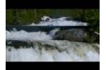 Salmon Passage & Rescue Video