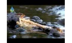 Aqua-Life Video
