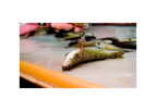 Fish Vaccination Services