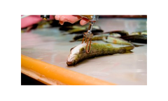 Fish Vaccination Services