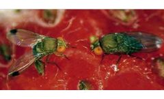 Trap for Pests