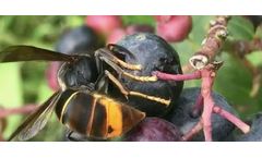 Trap for Wasps and Hornets