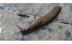 Trap for Slugs and Snails
