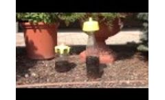Common Flies Capture with Tap Trap and Vaso Trap Video