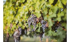 How to Help Grapevines Recover after a Difficult Frost Period