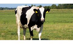 The Impact of Heat Stress on Ruminants
