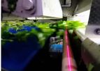 Sgorbati - Salad Optical Sorter