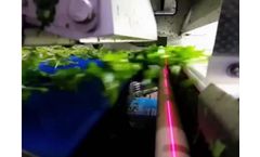 Sgorbati - Salad Optical Sorter