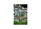 Bulgaricum Allium