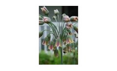 Bulgaricum Allium