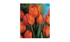 Orange Bouquet Bunchflowering Tulips