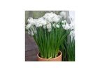 Paperwhite Ziva Indoor Narcissus