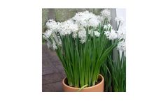 Paperwhite Ziva Indoor Narcissus