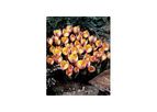 Advance Botanical Crocus