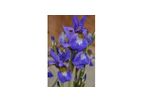Blue Star Dutch Iris